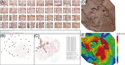 Upper Paleozoic to Lower Mesozoic Tetrapod Ichnology Revisited: Photogrammetry and Relative Depth Pattern Inferences on Functional Prevalence of Autopodia